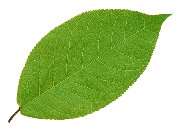 leaf.png
