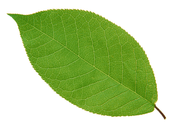 leaf2.png